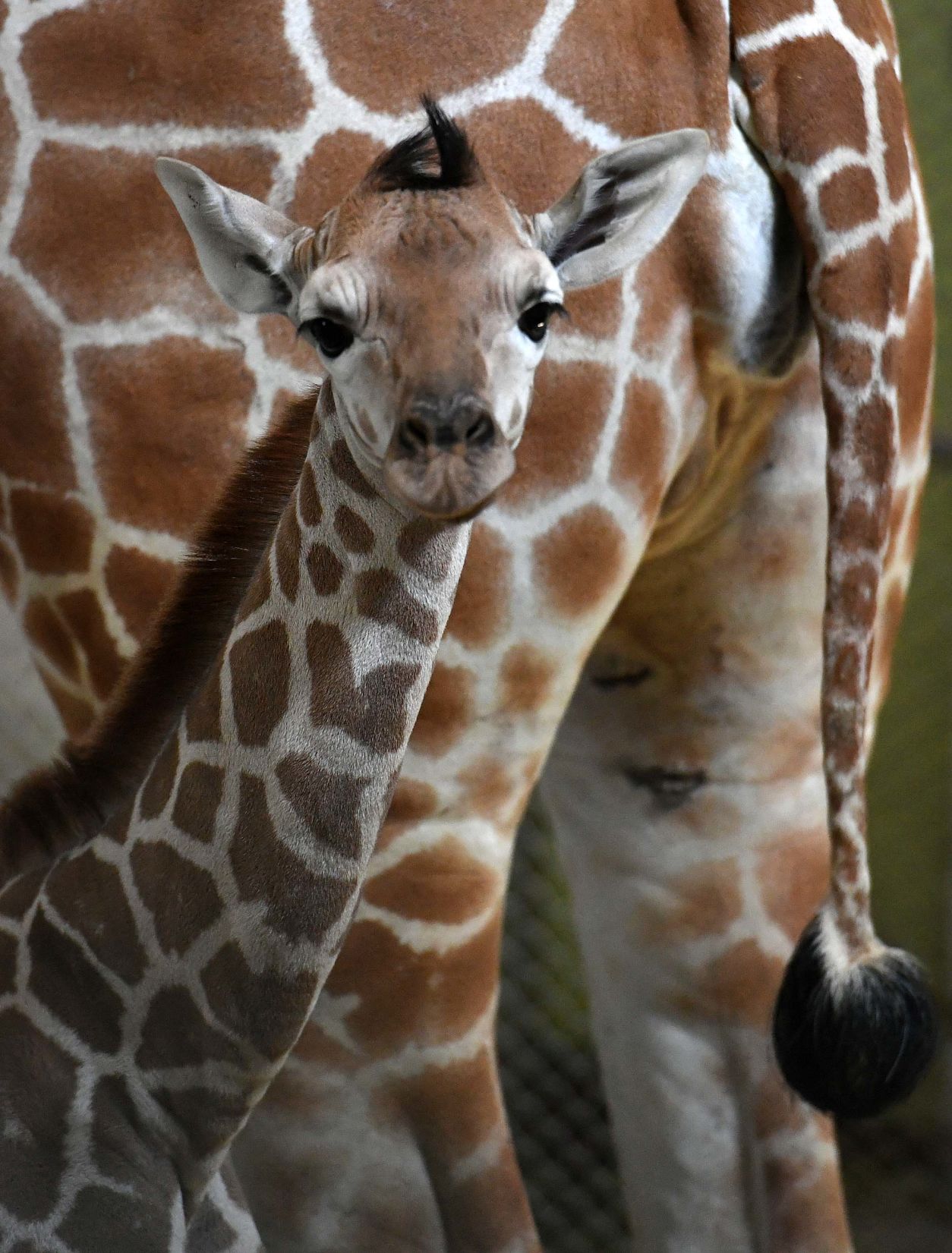 070819-news-giraffe 29.JPG